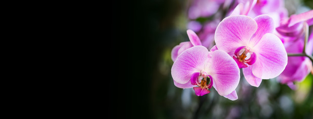 Beautiful pink white Orchid flowers on black background. Macro view selective focus. Blooming orchids plant exotic nature, selective focus copy space