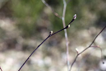 Willow tree branches photographed during sunny spring day just before the catkins opened in southern Finland. Beautiful small tree which is typically used for Easter decorations in Scandinavia. 