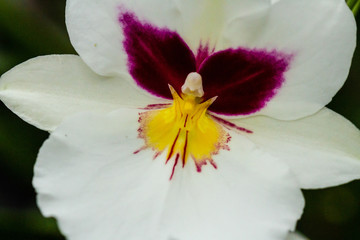 Orchidee