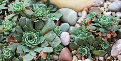 Echeveria derenbergii evergreen perennial succulent on stones background.