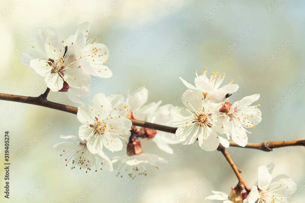 Wall mural macro view blooming sakura tree branch. beautiful branch of a fruit tree with blossom flowers white 