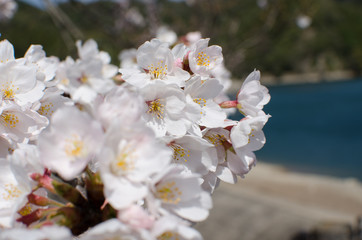桜
