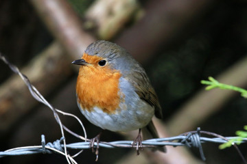 robin perched on a fence