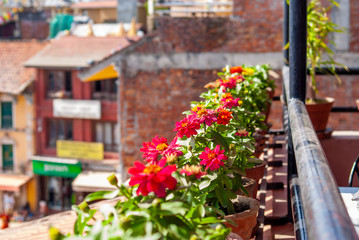 Fototapeta na wymiar Flowers in a row on the roof with buildings on background.