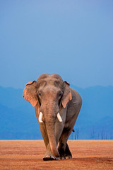 Fototapeta na wymiar African Elephant, Tusker, Jim Corbett National Park, Uttarakhand, India