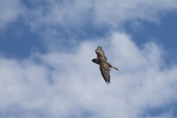 Greifvogel im Flug