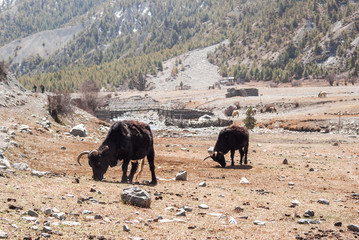 A dzo grazing near a river in Himalaya mountains