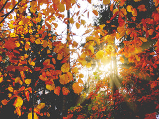 autumn background forest with oak birch trees and sunny beams