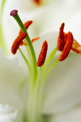 Orchidee