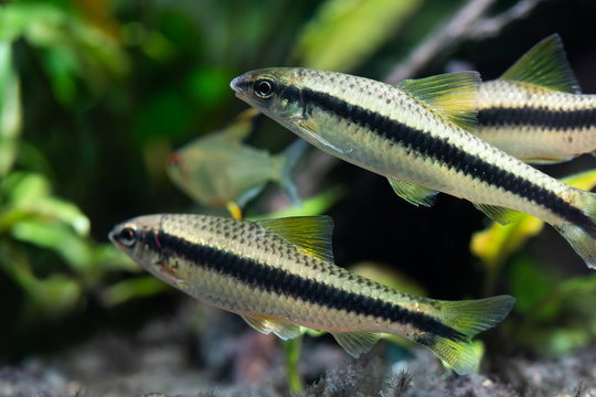 Freshwater aquarium tank with two Crossocheilus siamensis Sae algae eater fishes, close-up photo, selective focus.