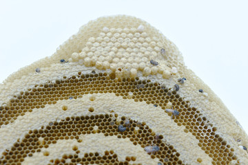 Close up fresh honey comb