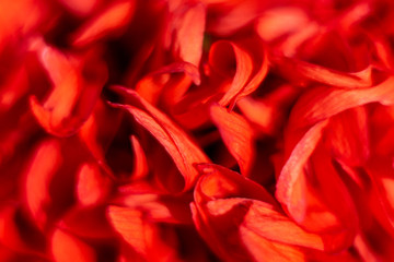 Red flower, macro blurred background.