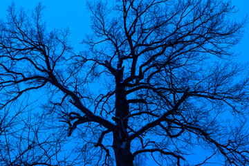 Dark blurred silhouette of an old large tree on a blue background. Abstract mystical image