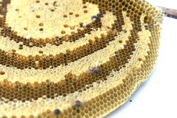 Close up fresh honey comb