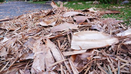 garbage in the forest