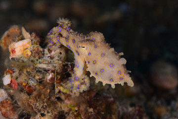 The Deadly Blue Ringed Octopus, Romblon Philippines