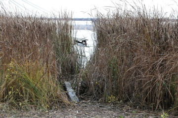 Creek in reeds near the shore