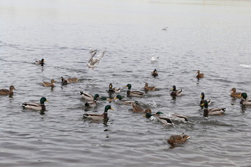 Ducks in the water near the shore