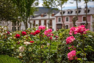 Fototapeta na wymiar Roses in a garden