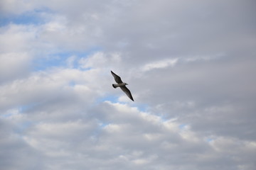 Seagull flies in blue sky amid clouds