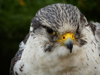 Faucon portrait