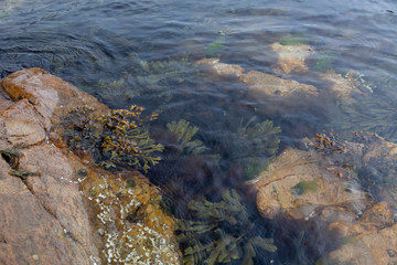 Meeresalgen unter der Wasseroberfläche, Südküste Norwegen
