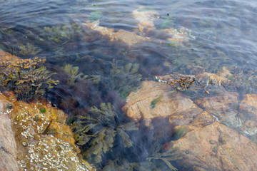 Meeresalgen unter der Wasseroberfläche, Südküste Norwegen