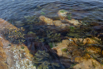 Meeresalgen unter der Wasseroberfläche, Südküste Norwegen