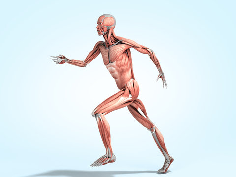 medically accurate illustration of a human muscle system run pose 3d rendered on blue gradient
