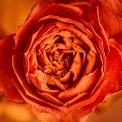 Orange rose blossom square background design image