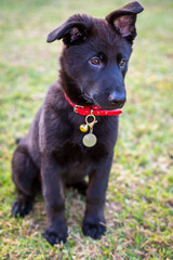 German shepherd puppy