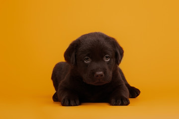 Cute little chocolate labrador puppy on a yellow background