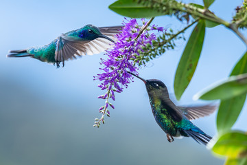 Blue hummingbird Violet Sabrewing flying next to beautiful red flower. Tinny bird fly in jungle. Wildlife in tropic Costa Rica. Two bird sucking nectar from bloom in the forest. Bird behaviour