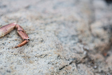 Krebsteile auf Felsen