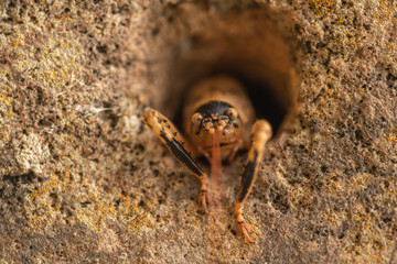 Bug hidden in stone hole