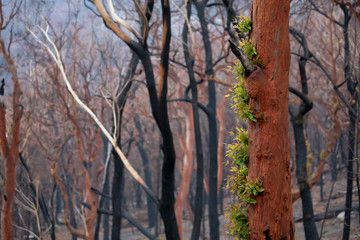Trees sprouting new leaves after bush fires Australia