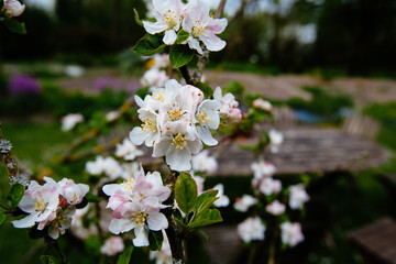 Apple Blossom