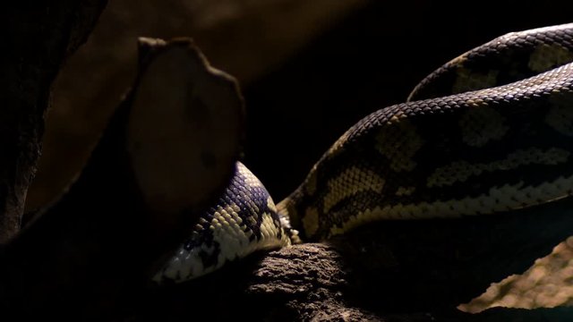 Diamond python snake scales body crawling in a terrarium - Morelia spilota