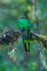 Resplendent Quetzal, Pharomachrus mocinno, from Savegre in Costa Rica with blurred green forest in background. Magnificent sacred green and red bird