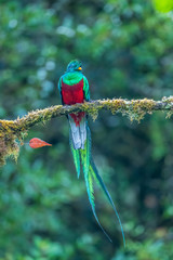 Resplendent Quetzal, Pharomachrus mocinno, from Savegre in Costa Rica with blurred green forest in background. Magnificent sacred green and red bird