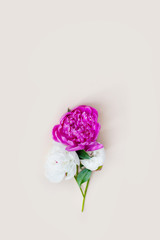 Beautiful pink white peony flowers on a light background with space for text. Postcard, greeting, gift. Side view