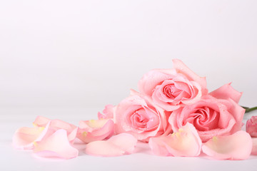 Pink roses with green leaves. White background. Top view. Close-up. © Sergey