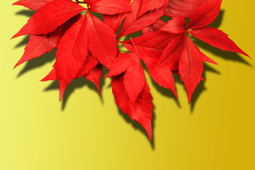 red autumn leaves with shadow isolated on yellow gradient background