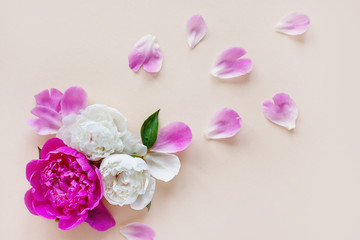 Beautiful pink and white peonies and petals lying on a light background. Postcard, greeting, gift. The view from the top