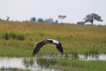 Tall grey african heron water bird