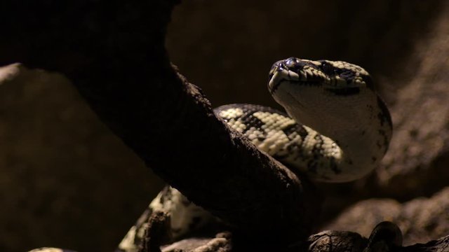 Diamond python snake moving - Morelia spilota