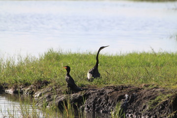 Tall grey african heron water bird