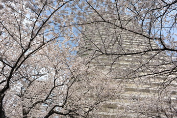 Beautiful Japanese cherry blossom sakura in full bloom in a park in spring with a sky-scraper in the background in Tokyo