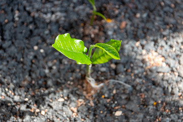 plant