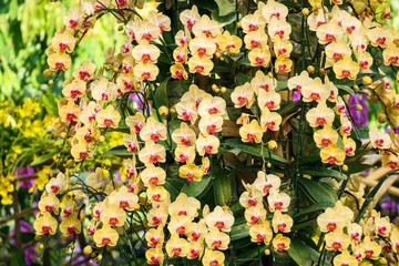 Beautiful Phalaenopsis Orchid flower blooming in garden floral background